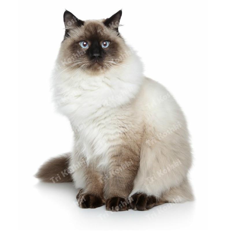 Tri koshki RC035 Anime Dog Ragdoll Sticker Waterproof PVC Decoration Door Living Room Kids Room