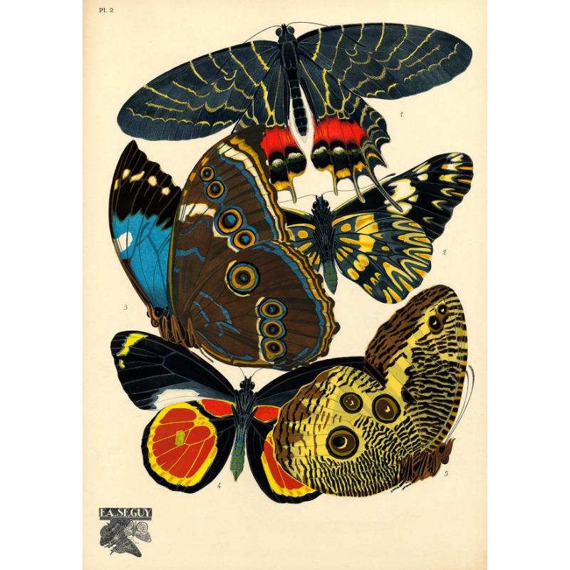 1924 Eugène Séguy Vintage Schmetterlingsillustration Poster Französisch Papillon Leinwandgemälde Natur Wandkunst Wohnzimmer Heimdekor