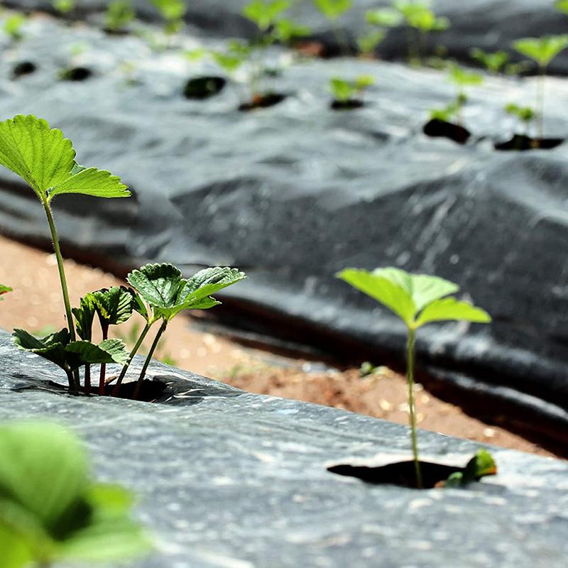 Buy Plastic Film with Planting Holes Garden Weed Control Barrier Film