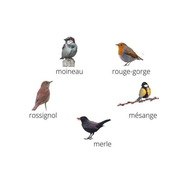 Coffret 5 appeaux - Oiseaux des jardins