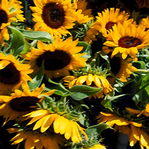 YARD REMEDIES Calendula Cleansing Cream 100g NEAL'S (Makeup Remover)