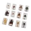 12 Pcs Real Bug Specimens Transparent Resin Science Education Classroom Bug Specimen Sample