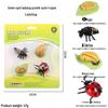 Frog Life Cycle Model Set: Tadpole to Frog Educational Toys for Kids