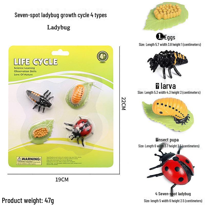 Frog Life Cycle Model Set: Tadpole to Frog Educational Toys for Kids