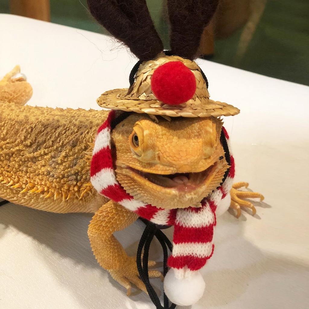 Bearded Dragon Santa Hat Cute Soft Scarf Size Bright Colors Santa Hat with Scarf