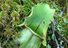 SAFLAX Mix di piante carnivore - 10 semi - Sarracenia Mix