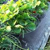 Strawberry Plant Support Reusable Strawberry Support Frame Strawberry Growing Frame Keeps Berries Clean And Off The Ground for Healthy Growth