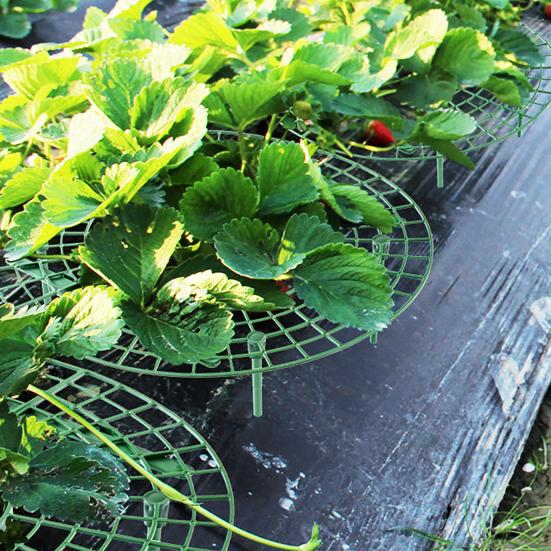 Strawberry Plant Support Reusable Strawberry Support Frame Strawberry Growing Frame Keeps Berries Clean And Off The Ground for Healthy Growth