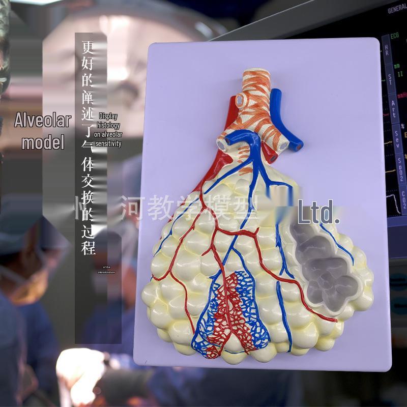 Modello Anatomico del Sistema Respiratorio Umano: Anatomia del Polmone con Alveoli Ingranditi