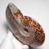 Stein Natürliches Fossil Ammonit ca. [N2 Natürlich] (Nahtmuster-Ammonit) / Naht-Präparat (11 „Einzigartig“ 746g, 157x132x33mm)