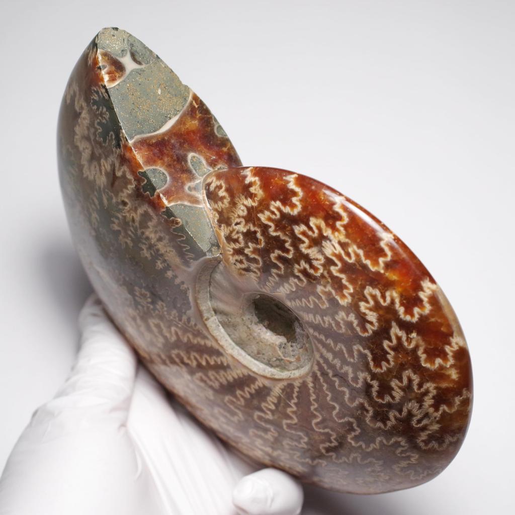 Stein Natürliches Fossil Ammonit ca. [N2 Natürlich] (Nahtmuster-Ammonit) / Naht-Präparat (11 „Einzigartig“ 746g, 157x132x33mm)