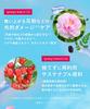BOTANIST Hair Oil Moist Sakura and Cherry Scent