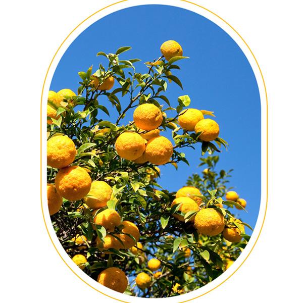 FARM STAY Citrus Yuja Vitaalizing Soothing Gel 100ml  (3 Options)