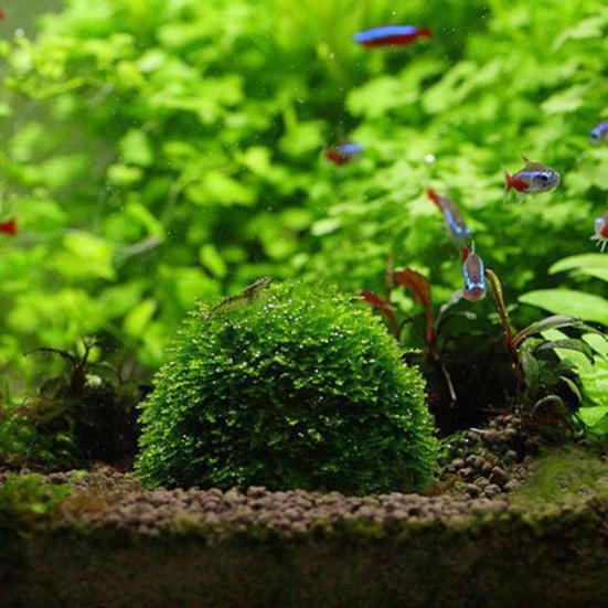 Moss Hemisphere Colonization Ball Aquarium Shrimp Fish Tank Moss Balls Holder Freshwater Live Plants Shaping Ball with Filter Stone