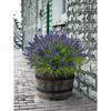 Artificial Monkey Grass And Lavender Plants, UV-Resistant Fake Green Shrub Plants Decoration For Outdoor Hanging Planters, Home Garden