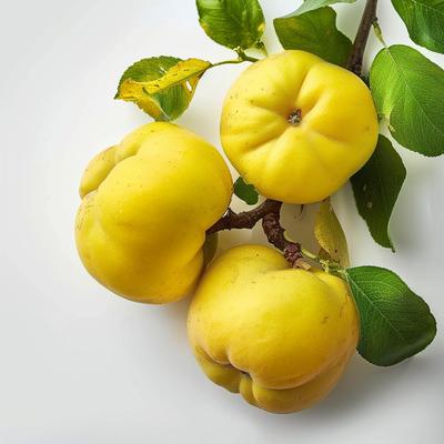 15 Quince Seeds