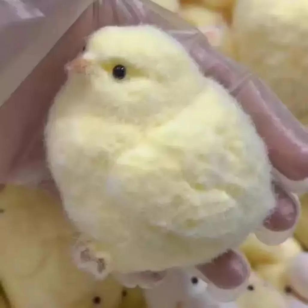 

Chick Squishy Toy, Workspace Playful Stress Ease Fidgeting Toy, Slow Rising Sensory Popping Game For Adults Kids