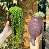 Creative Fish Shape Planter Wall Mounted Easy Cleaning Miniature Model Plant Desktop For Busy Individuals Decoration