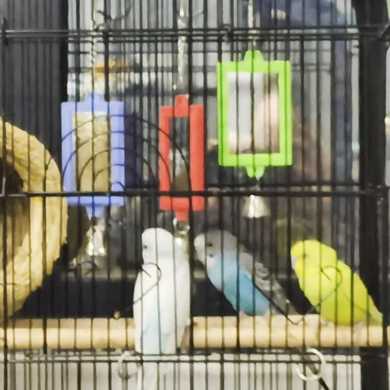 Parrot Toys Bird Toys Mirror: Round Bird Mirror