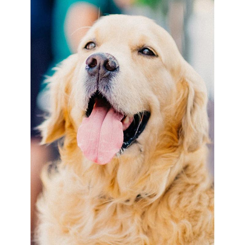 Dog DIY 5D Diamond Painting Dog Full Round Rhinestones Animal Diamond Embroidery Cross Stitch Kit Handmade Gift Home Decor