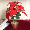 Artificial Poinsettia Plant Ornament Decor Festive Potted Red for Party