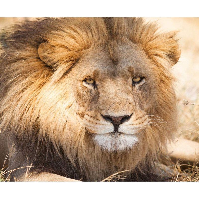 5d Animal Diamond Mosaic Painting Painting Lion And Sheep Rhinestone Pictures Art Cross Stitch Kits Home Decors Gifts