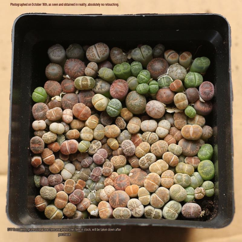 Rare Lithops Succulent Pot: Diverse Colors & Varieties