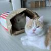 PopcornBag Cat Tent Toy PlayTunnel Tent House Dogs Kraft Paper Bag Hideaway Tunner Boredom Pet Indoor Entertainment Toy