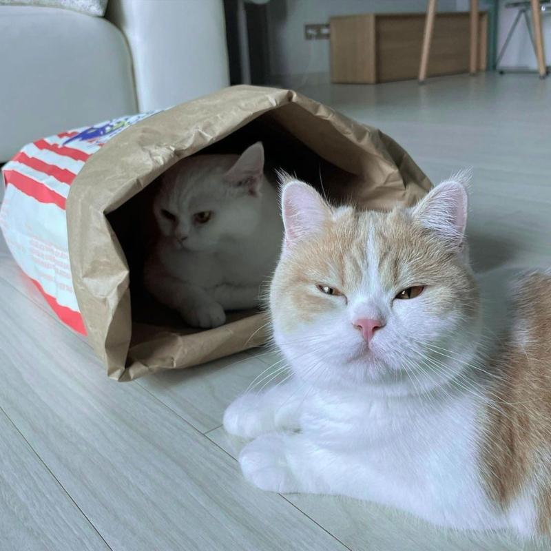 PopcornBag Cat Tent Toy PlayTunnel Tent House Dogs Kraft Paper Bag Hideaway Tunner Boredom Pet Indoor Entertainment Toy
