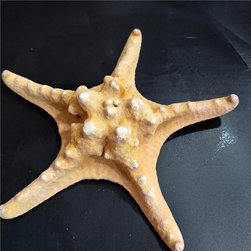 100Pcs/pack New Simulation Natural Starfish Micro Landscape DIY Hanging Photo Frames Candles Beach Handicrafts Home Decoration