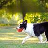 Outdoor Educational Teething Dog Toy with A Cross Structure for Chewing and Self-entertaining Pet Toys