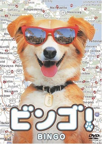 DVD  - bingo!  HHD12841 Japan Movies & DVD Used