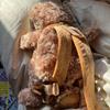 [USED] Daiso's teddy bear backpack