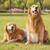 Striped Design Dog Elbow Brace Cartoon Pattern Dog Leg Warmers Dog Knee Pads  Autumn Winter