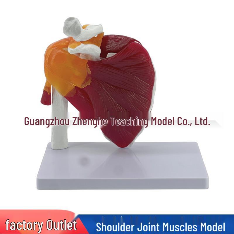 Human Shoulder Joint and Arm Skeleton Model for Medical Teaching