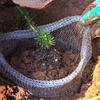 Plant Root Protector 304 Stainless Steel Plant Root Protection Mesh Bag for Fruits Berries Vegetables