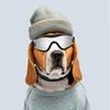 Giyim ve ayakkabı – Köpek Aksesuarları