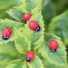 Miniature Model Small Beetle Bonsai Decor Fairy Garden Landscape Ladybug Figurines Wooden Crafts