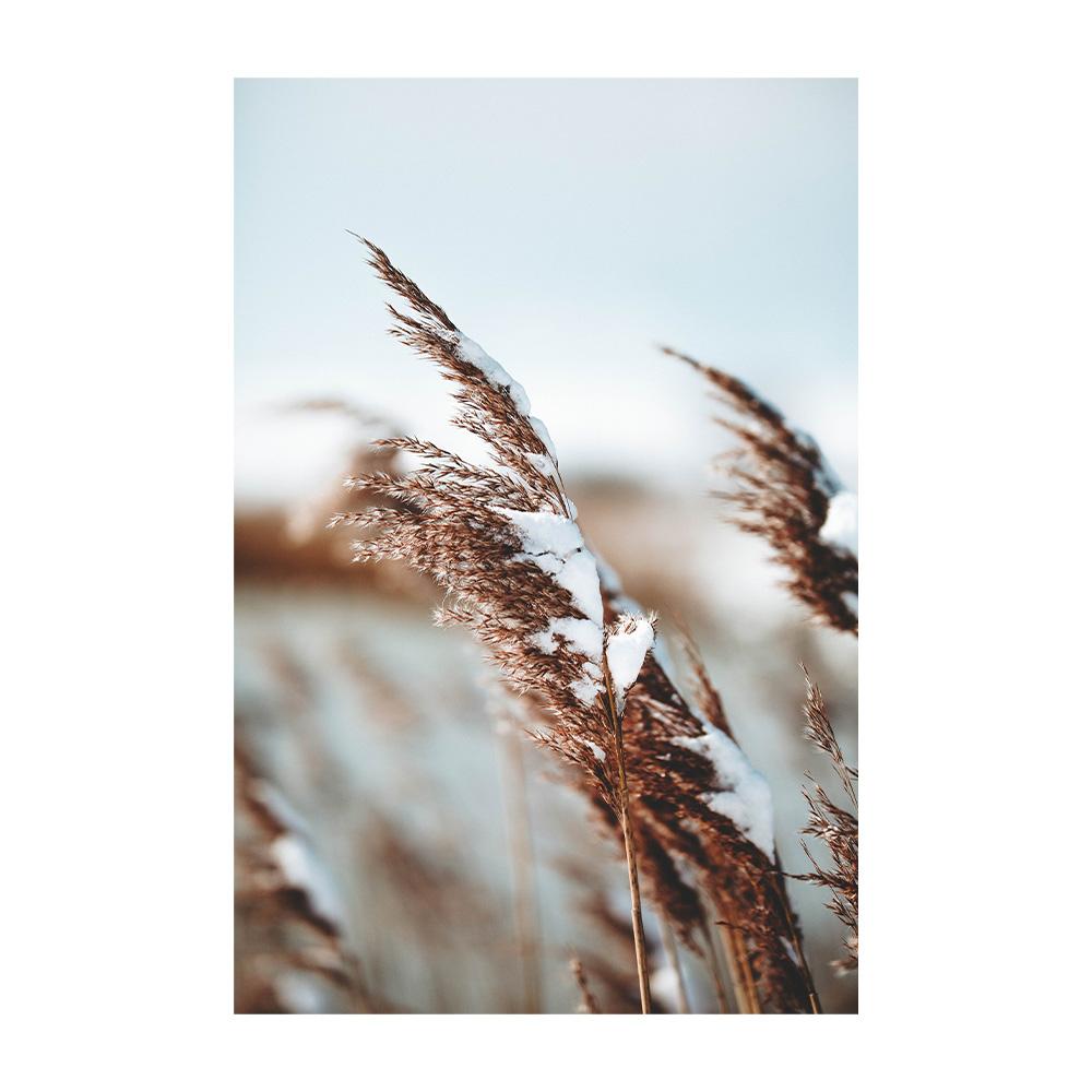 Bej Papură Păpădie Artă de Perete Pictură Floare Uscată Iarbă Plante Imprimeu pe Pânză Nisip Mână Poster Imagini de Perete Nordice Decor Acasă