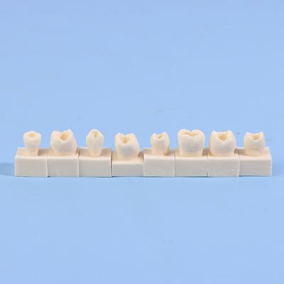 Kit da 8 pezzi per modelli di prova per studenti di odontoiatria posteriore, otturazioni in resina composita, denti, mascella e mandibola