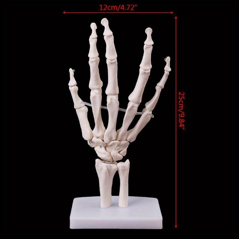 Medical Props Model Free Postage Hand Joint Anatomical Skeleton Model Human Medical Anatomy Study Tool Life Size