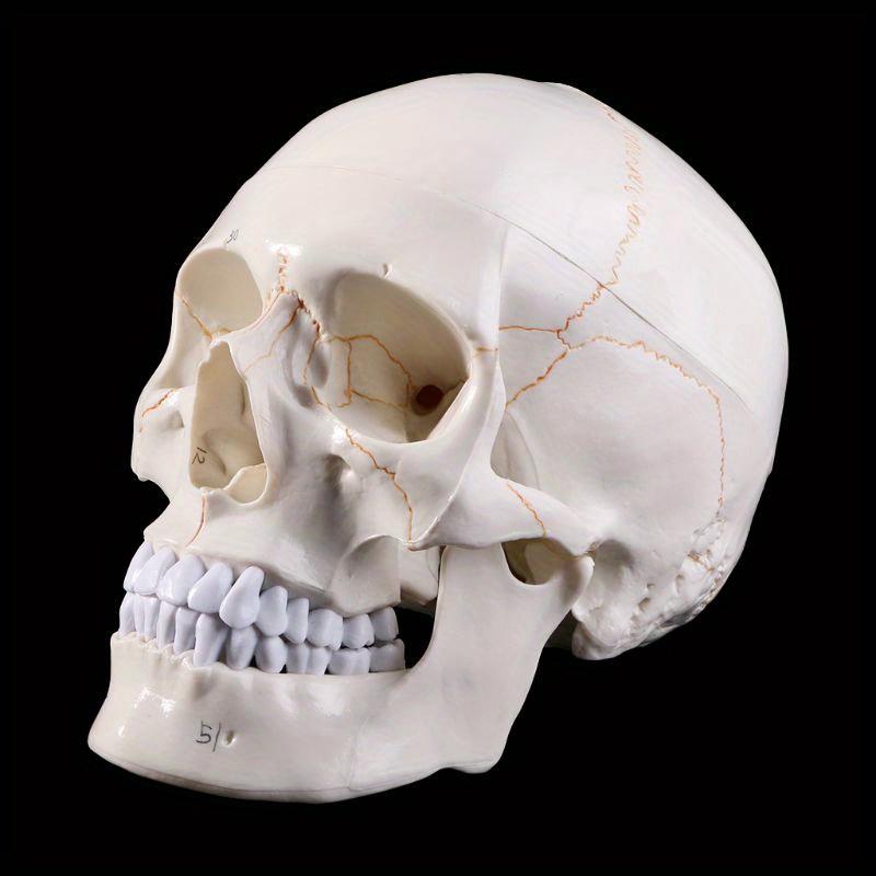 1pcs Medical Props Model Life Size Human Skull Model Anatomical Anatomy Medical Teaching Skeleton Head Studying Teaching Supplies