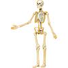 Kanayu 55 Pcs Human Skeleton Poster 32 Inch Human Body Magnetic Decorative Halloween Anatomia Bulletin Board Border Skeleton Magnetic Accent for