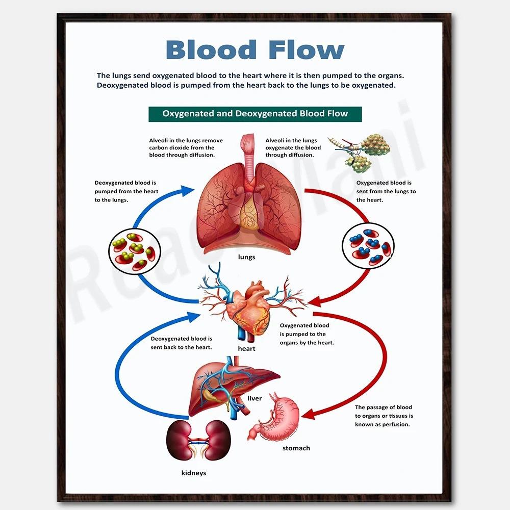 

[Print Painting] Unframed Biology Posters - Human Anatomy, Vital Organs One Size