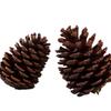 7-15CM Large Pine Cone Christmas Ornaments & Photography Props
