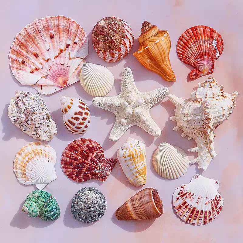 Handmade Seashell & Starfish DIY Photo Frame and Fish Tank Decoration
