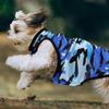 3Pcs Dog Camouflage Vest Stylish Pet Apparel Comfortable Pullover Design Dirt Resistant for Daily Wear Small Dogs Only