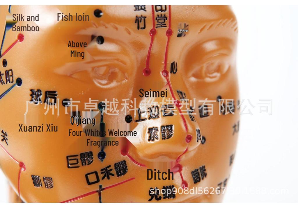 20cm Acupoint Facial Massage Model for Traditional Chinese Medicine Teaching