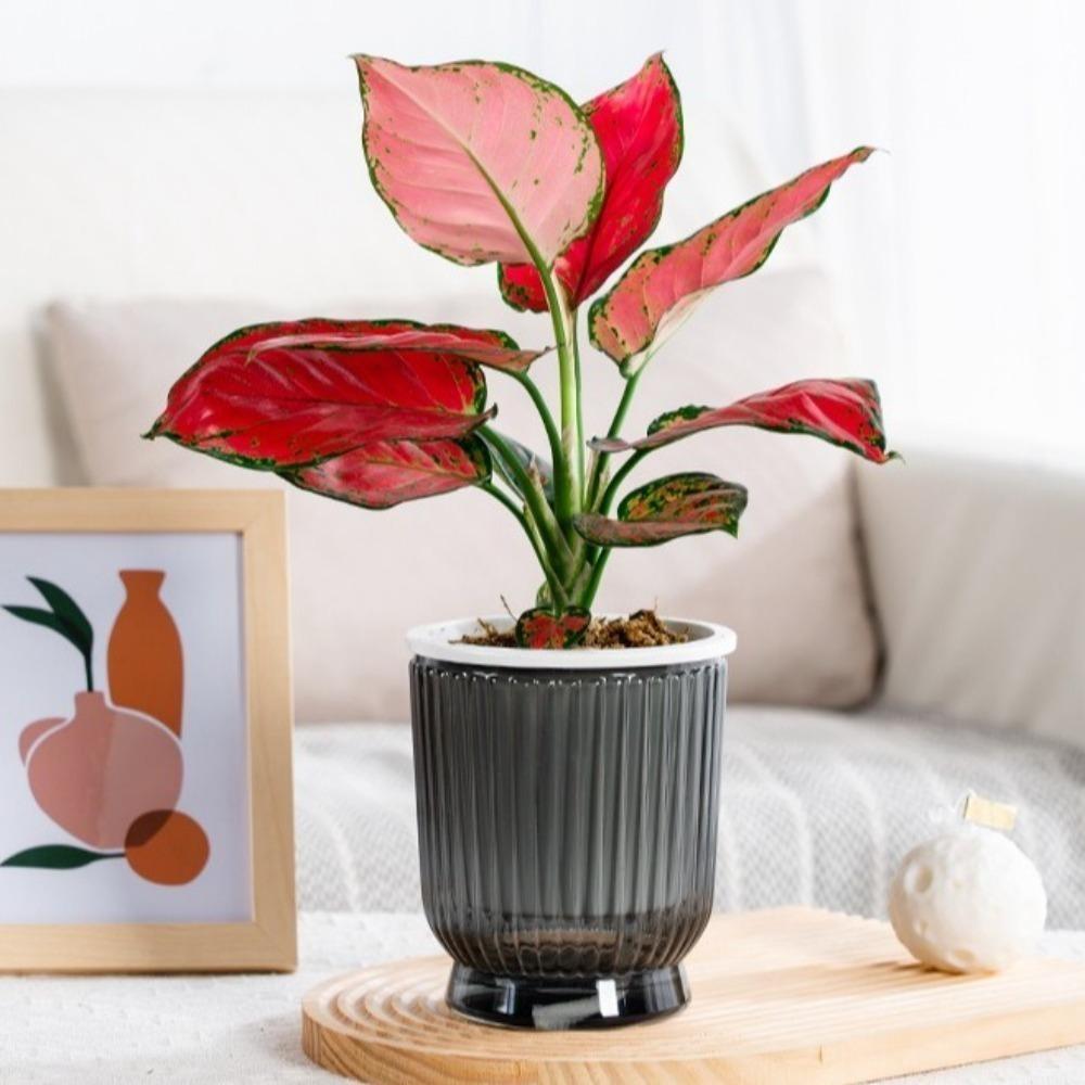 Self Watering Flowerpot Removable Office Bonsai Decor Creative Hydroponic Plants Pot