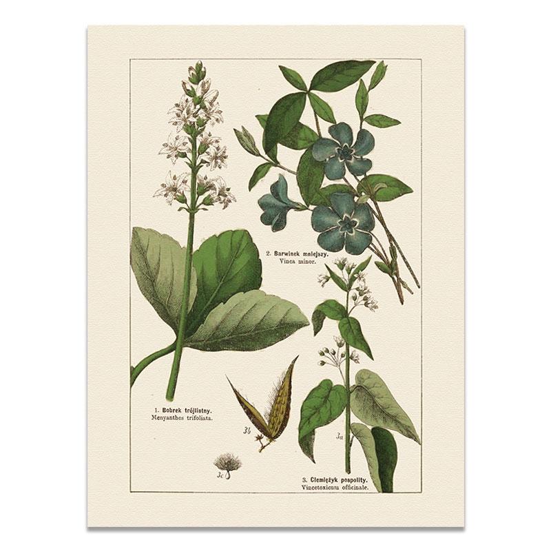 

Плакат об образовании растений Настенное искусство для класса Холст Картины на стене Винтажная декоративная картина для спальни Модульная картина 30x40cm No Frame